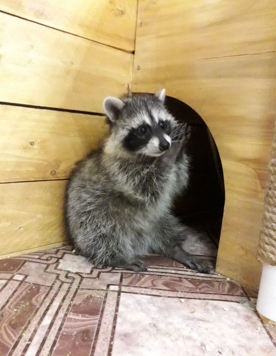 Озорные Еноты | 