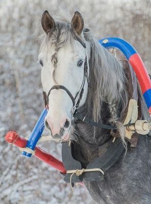 Ипподром Череповец