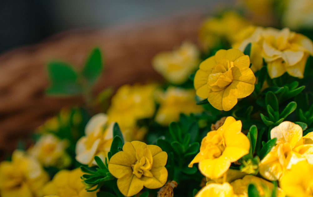 06.2025_v_gorode_leto