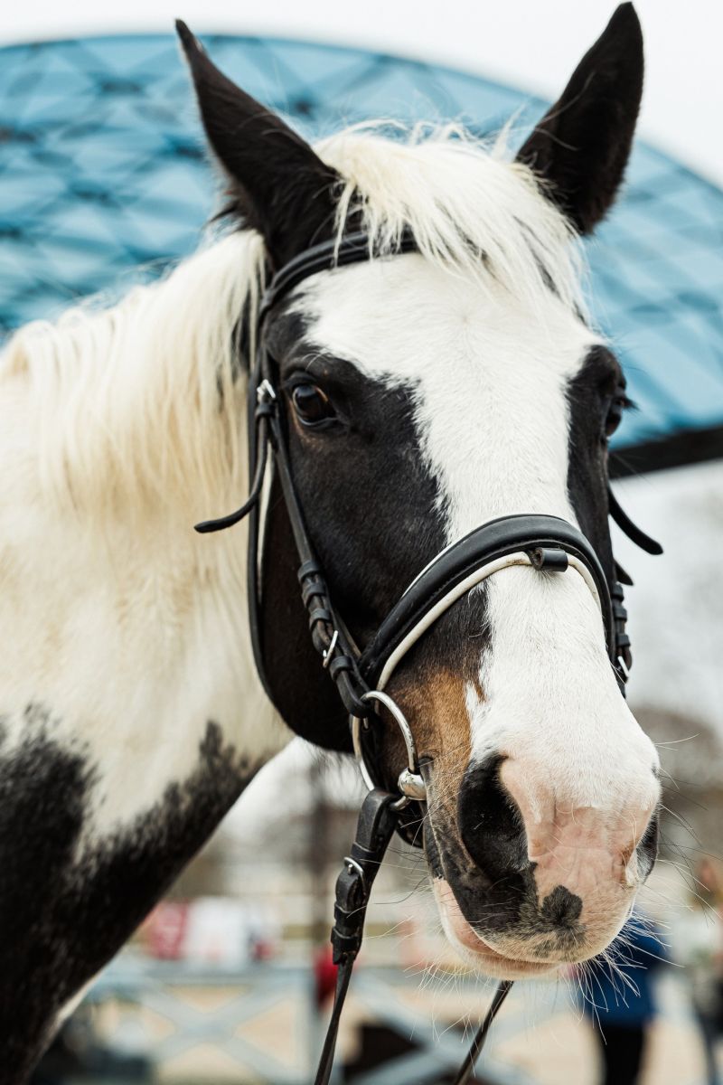 Конный Клуб 