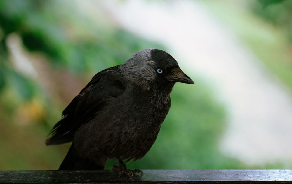 spaso-rpiluckiy_monastir