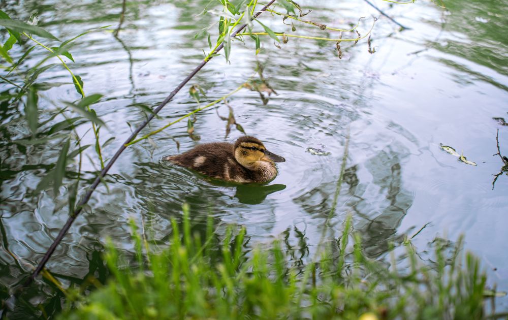 spaso-rpiluckiy_monastir